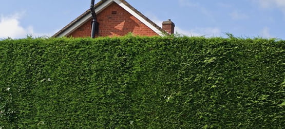 hedges out the front of a house