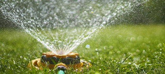 watering the lawn